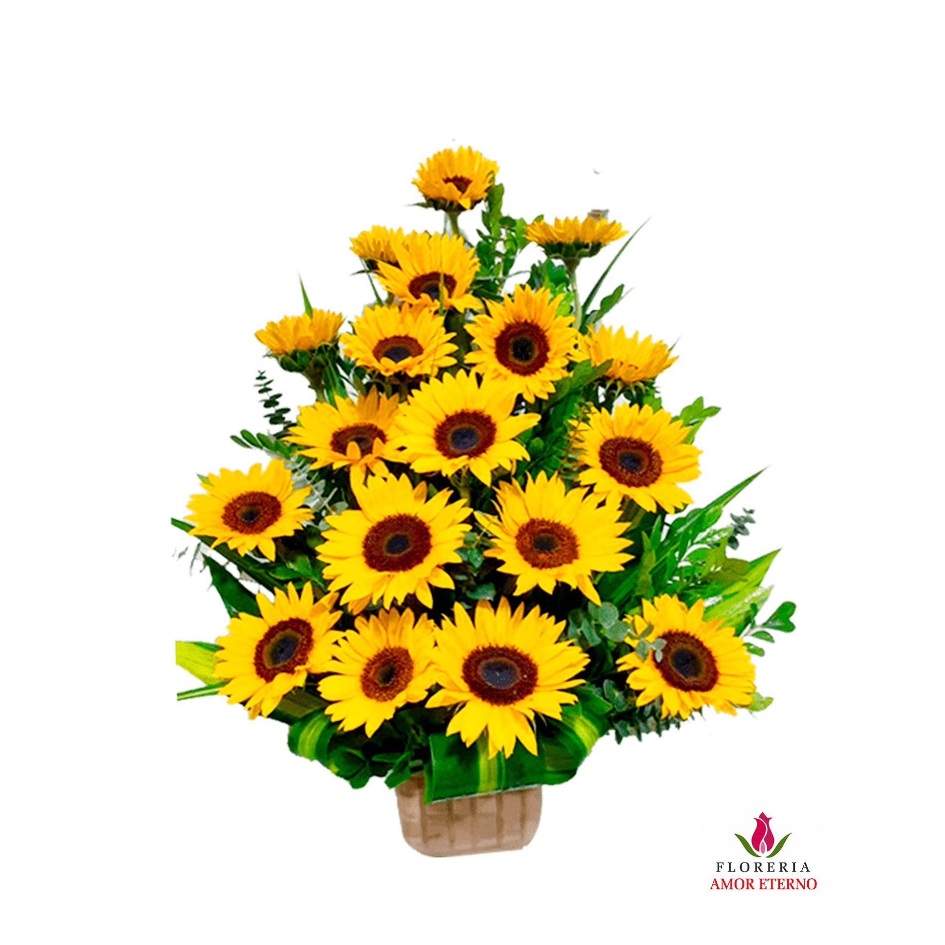 girasoles